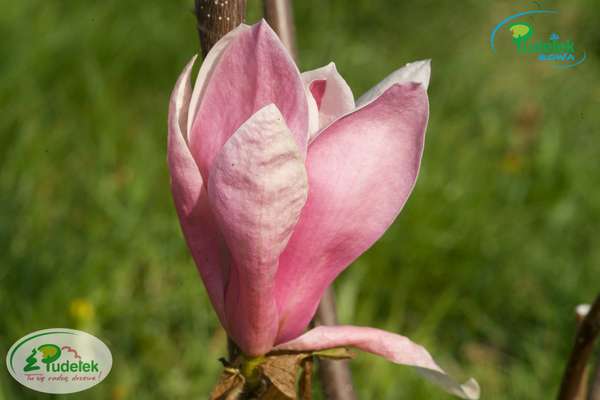 Magnolia Royal Crown